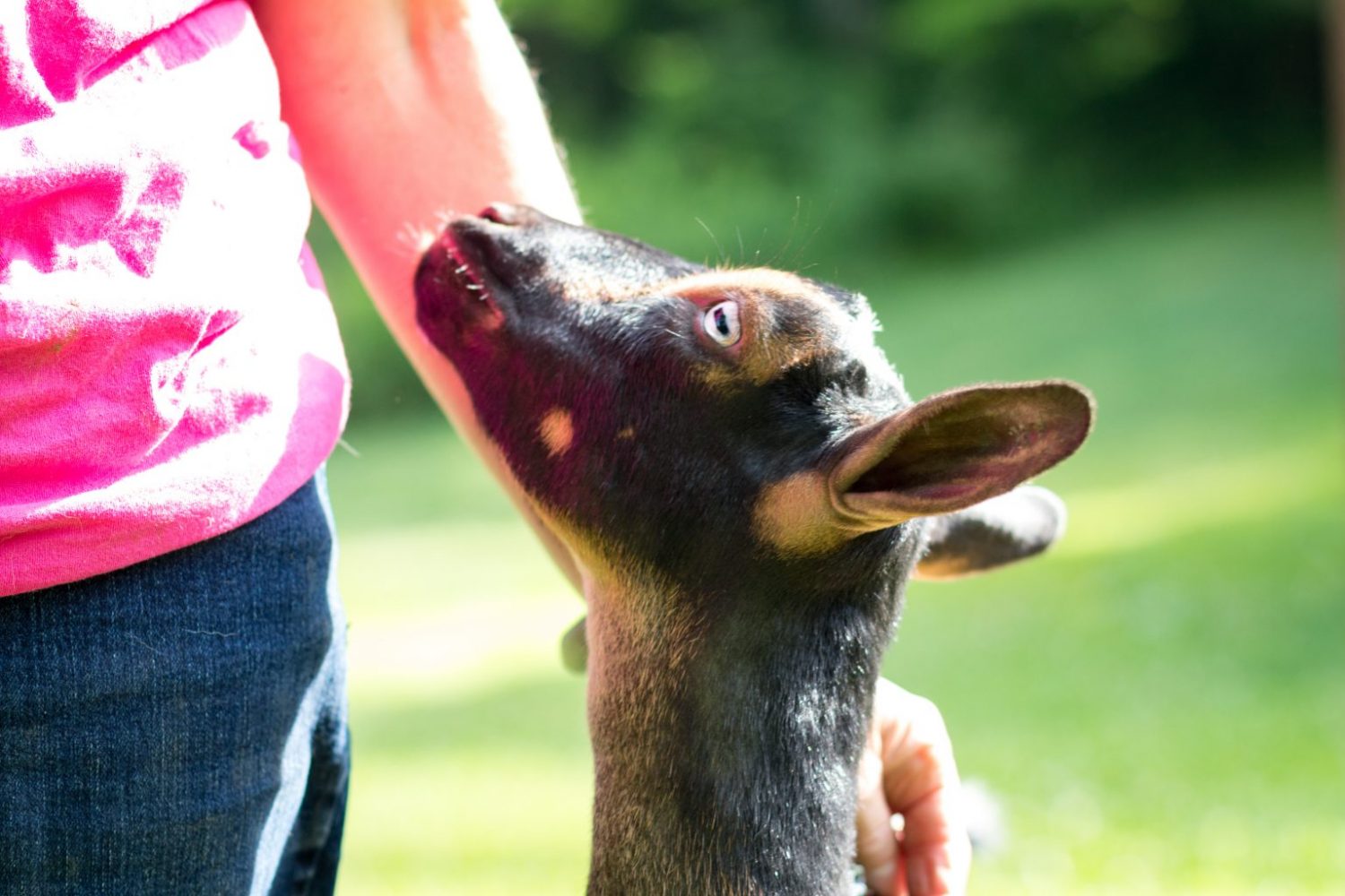 What happens to all the baby male goats born on our farm?