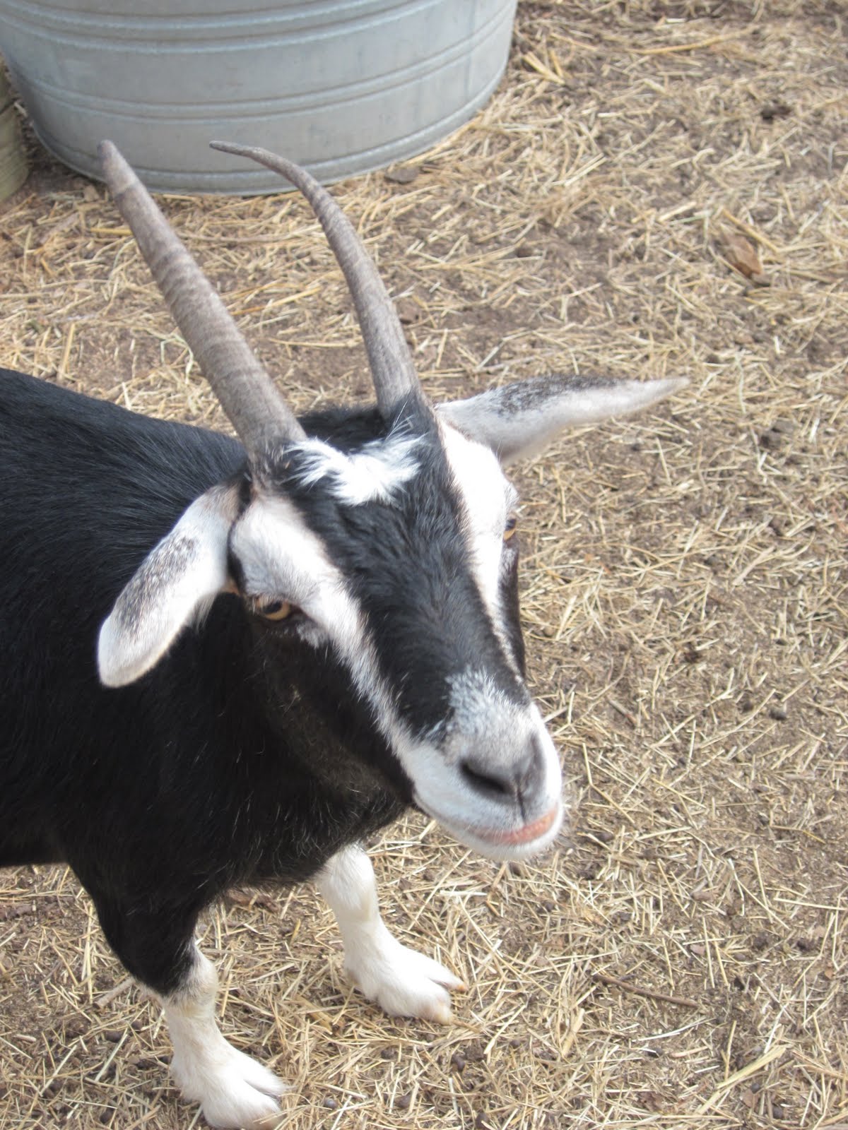 Horns on Goats….to be or not to be?