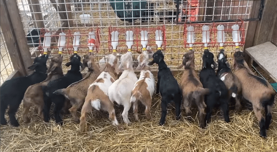 Why are baby goats fed with bottles?