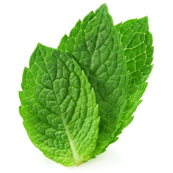 Benefits of Peppermint Essential Oil – Powerful benefits require caution and respect!