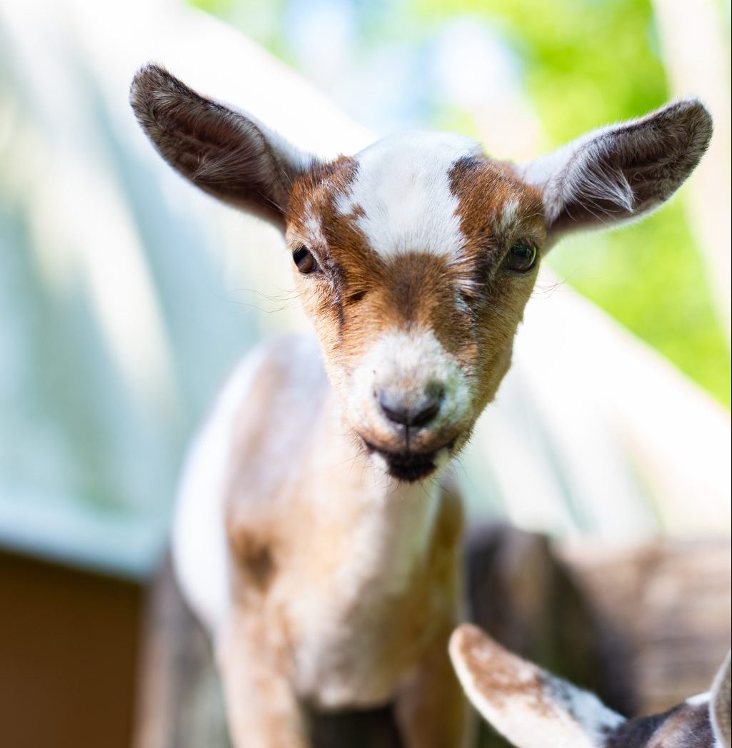 Tesla Nigerian dwarf dairy goat