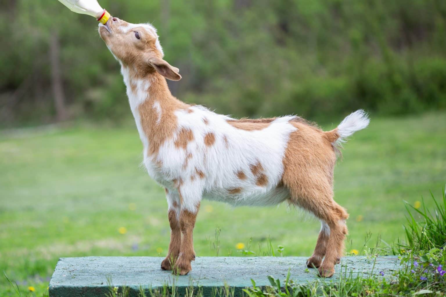 Honey Sweetie Acres Cara Mia nigerian dwarf dairy goat
