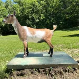 Nigerian Dwarf Dairy Goat Honey Sweetie Acres Tesla