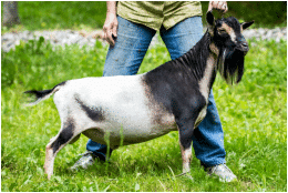 GCH Jasper Pine URF Gallant Future nigerian dwarf dairy goat