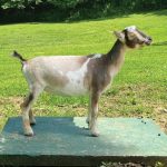 Nigerian Dwarf Dairy Goat Honey Sweetie Acres Shelby